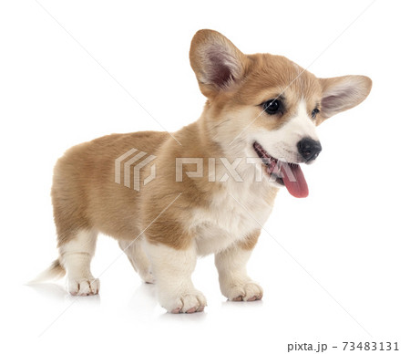 young Pembroke Welsh Corgi young Pembroke Welsh Corgi 73483131