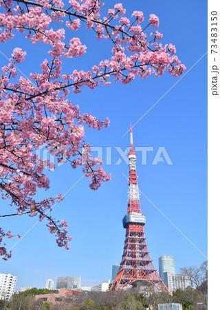 東京タワーと桜 東京タワーと桜 73483150