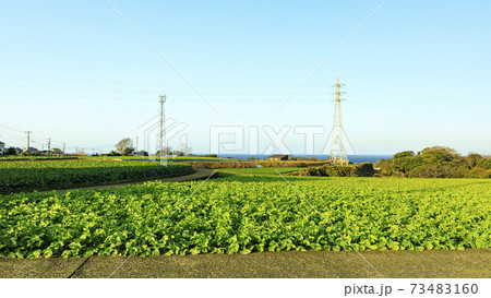 冬の新緑ともいわれる葉物野菜 冬の新緑ともいわれる葉物野菜 73483160