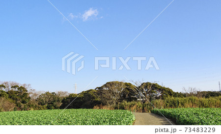 冬の新緑ともいわれる葉物野菜 73483229