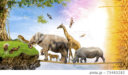 Wildlife Conservation Day Wild animals to the home. Or wildlife protection 73483282