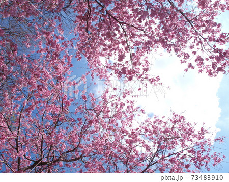 晴れ渡った青い空に浮かぶ白い雲とピンク色の桜 73483910