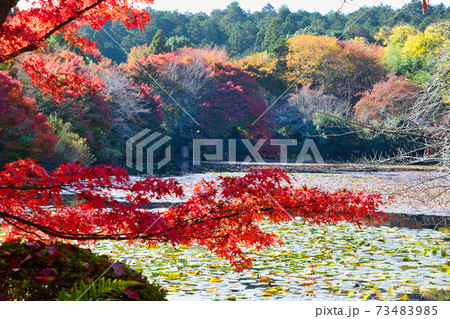 京都 紅葉が美しい龍安寺の鏡容池 京都 紅葉が美しい龍安寺の鏡容池 73483985