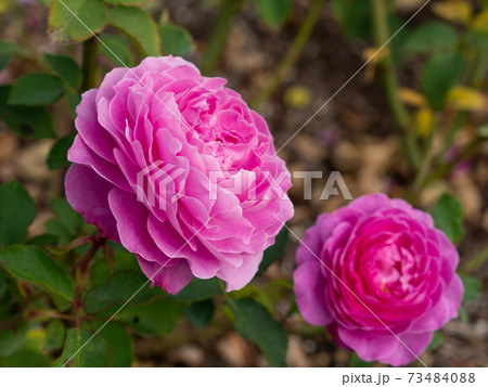 ショッキングピンク色のバラ　フィネス 73484088