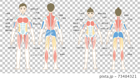 Vector illustrations of male and female muscles - Stock Illustration  [73484321] - PIXTA