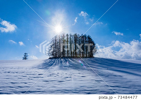 北海道美瑛町　マイルドセブンの丘　12月 73484477