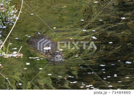 桜の花びらと泳ぐヌートリア 桜の花びらと泳ぐヌートリア 73484860