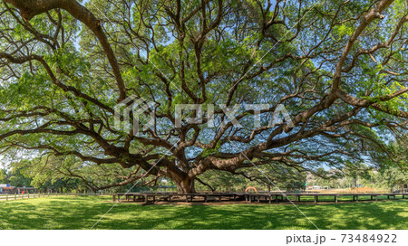 Giant rain tree (Samanea saman) or monkey pod at Kanchanaburi, famous tourist attraction destination 73484922