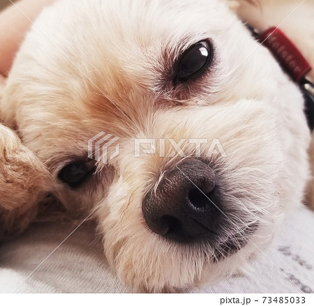 眠そうな小犬 眠そうな小犬 73485033