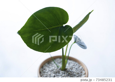観葉植物 植物 葉 73485231