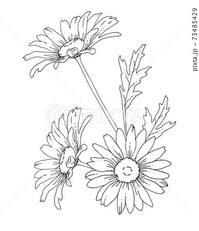 Daisy Flower Hand Drawn Line Art Illustration Stock Illustration