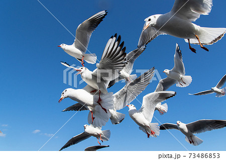 カモメが飛ぶ海の写真素材