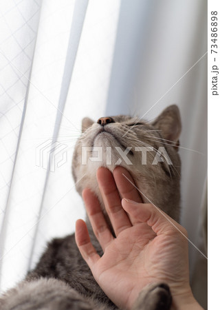 のどを撫でられるのが好き サバトラ猫の写真素材