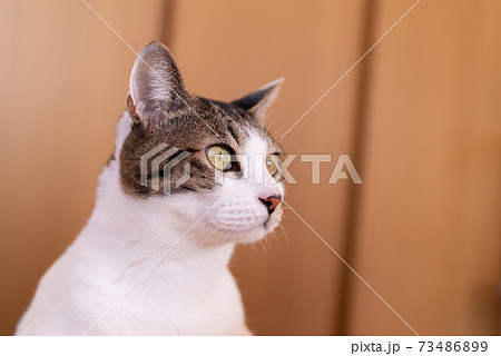 見つめる猫 キジトラ猫の写真素材 [73486899] - PIXTA