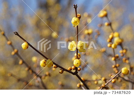 1月　府中209ソシンロウバイ･ロウバイ科･ロウバイの小径･府中郷土の森博物館 73487620