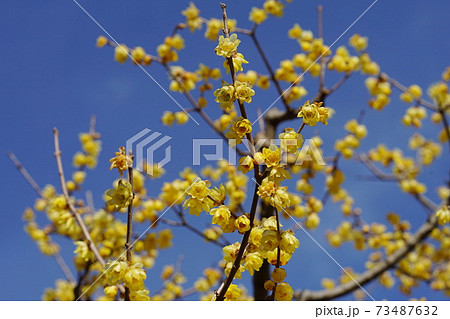 1月 府中199ソシンロウバイ ロウバイ科 ロウバイの小径 府中郷土の森博物館の写真素材