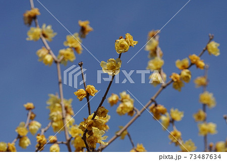 1月　府中198ソシンロウバイ･ロウバイ科･ロウバイの小径･府中郷土の森博物館 73487634