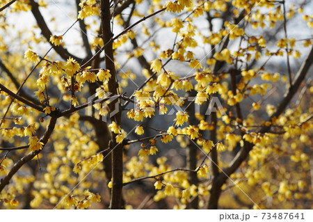 1月　府中193ロウバイの小径･府中郷土の森博物館 73487641