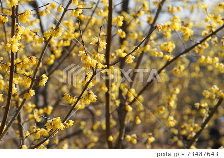 1月　府中191ロウバイの小径･府中郷土の森博物館 73487643