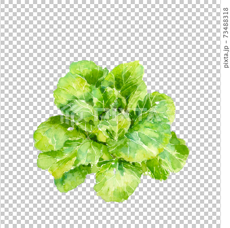 【水彩イラスト】結球前の畑の白菜 冬野菜 葉物野菜 素材 白バック 透過 【水彩イラスト】結球前の畑の白菜 冬野菜 葉物野菜 素材 白バック 透過 73488318