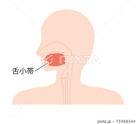 舌小帯のイラスト 舌小帯のイラスト 73488344