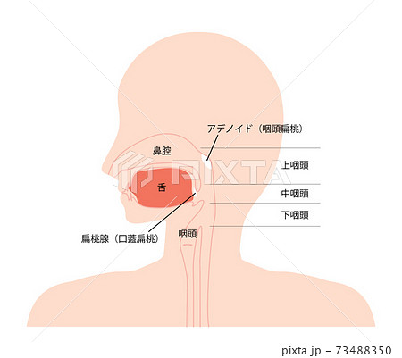 口腔内吸引、気管内吸引のイメージトレーニングに人体解剖図矢状面 訳