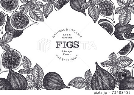 Hand drawn fig fruits design template. Organic fresh food vector illustration. Retro fig fruit banner. 73488455