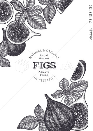Hand Drawn Fig Fruits Design Template Organic のイラスト素材 73488459 Pixta