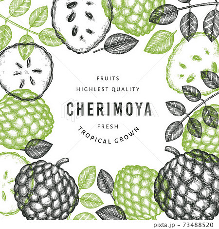 Hand drawn sketch style cherimoya banner. Organic fresh fruit vector illustration. Engraved style botanical design template. 73488520