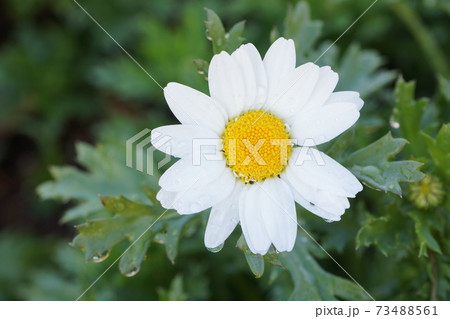 公園に咲くノースポール 公園に咲くノースポール 73488561