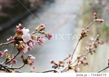 サクラ 開花 たくさんの蕾 サクラ 開花 たくさんの蕾 73488579