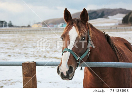 冬の牧場・サラブレッド 73488698