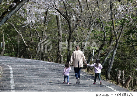 桜並木を親子で、手をつないで散歩（桜　三好池　愛知県みよし市） 73489276