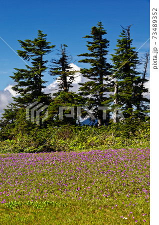 会津駒ヶ岳稜線のハクサンコザクラ群落 73489352