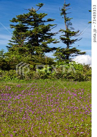 会津駒ヶ岳稜線のハクサンコザクラ群落 73489353