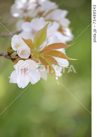 美しいさくら(桜の花) 美しいさくら(桜の花) 73489543