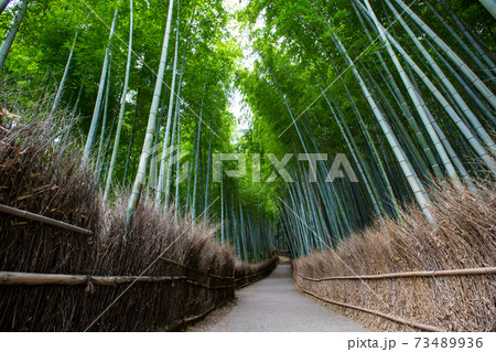 竹林の小径 -京都嵐山を代表する観光地- 京都府京都市右京区 73489936