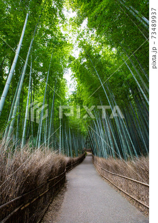 竹林の小径 -京都嵐山を代表する観光地- 京都府京都市右京区 73489937