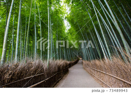 竹林の小径 京都嵐山を代表する観光地 京都府京都市右京区の写真素材