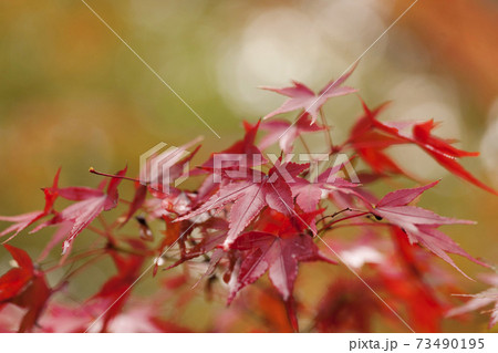 Red leave of maple tree for autumn fall background. 73490195