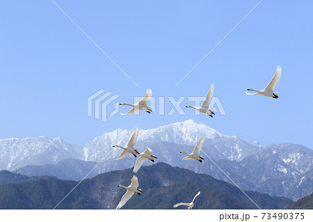 安曇野のコハクチョウ 安曇野のコハクチョウ 73490375