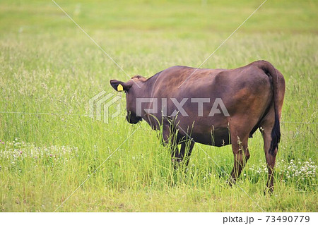 牛（黒毛和種） 73490779