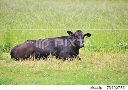 牛（黒毛和種） 73490786