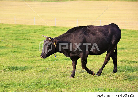 牛（黒毛和種） 73490835