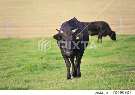 牛（黒毛和種） 73490837