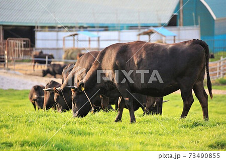 牛（黒毛和種） 73490855