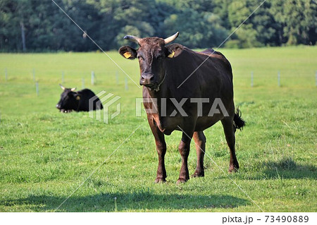 牛（黒毛和種） 73490889