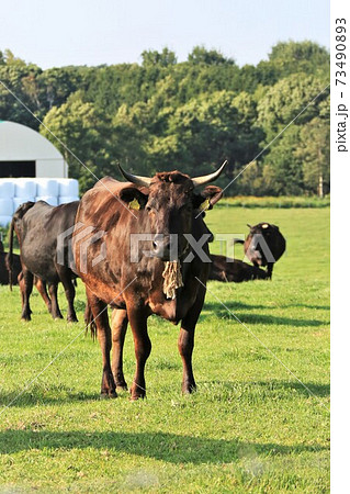 牛(黒毛和種) 牛(黒毛和種) 73490893