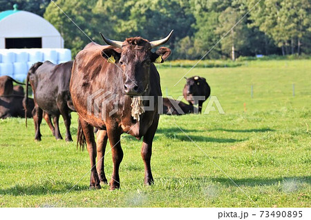 牛（黒毛和種） 73490895