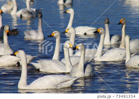 本埜の白鳥の郷 本埜の白鳥の郷 73491354
